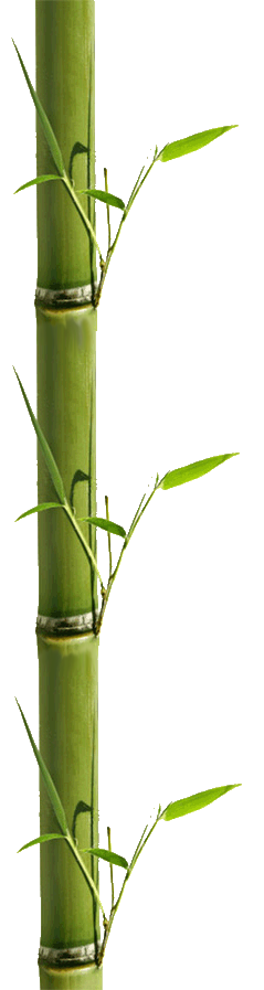 3 Bamboo on transparent V2